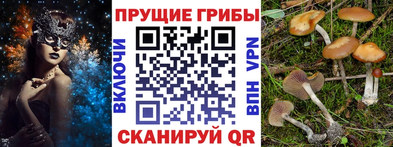 Галлюциногенные грибы Psilocybe  Канск 