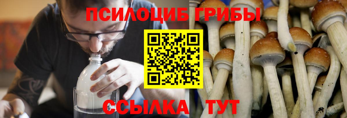 Канск  Псилоцибиновые грибы мухоморы  Галлюциногенные грибы Psilocybine cubensis  Вход с VPN 